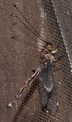 Ululodes quadripunctatus