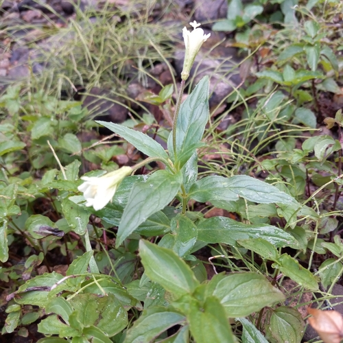 Image of Epilobium luteum by no rights reserved