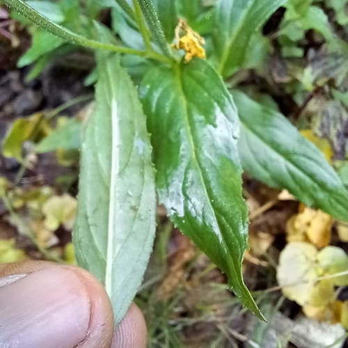 Image of Epilobium luteum by no rights reserved