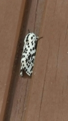 Hypercompe permaculata