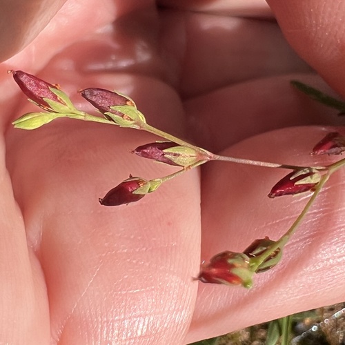 Image of Hypericum canadense by no rights reserved