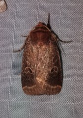 Orthodes cynica