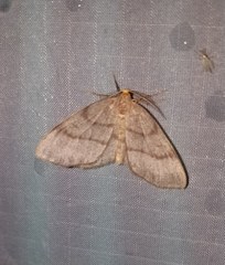 Lambdina pellucidaria