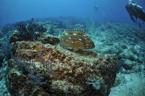 Flag cabrilla (Epinephelus labriformis) — Serranidae — 3