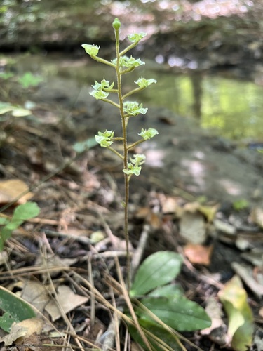 Image of Ponthieva racemosa by (c) Anne Parker, some rights reserved (CC BY)
