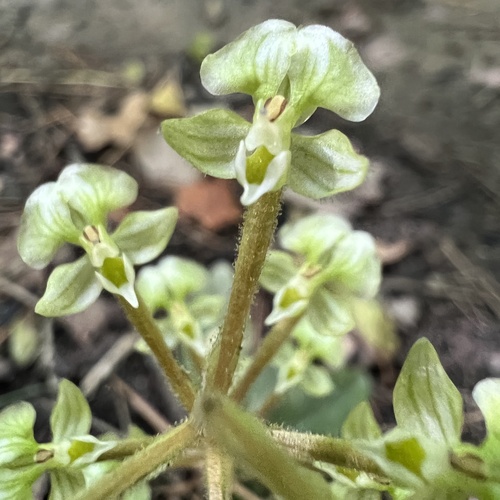 Image of Ponthieva racemosa by (c) Anne Parker, some rights reserved (CC BY)