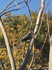 Corythaixoides concolor bechuanae