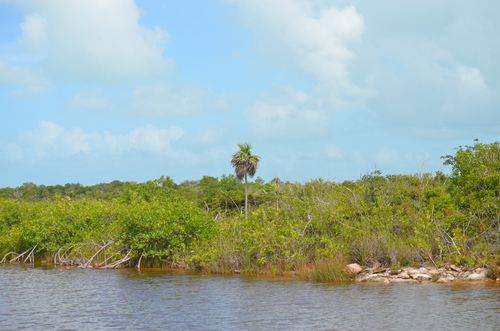 Thrinax radiata