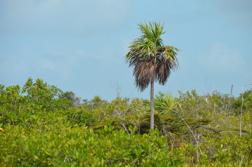 Thrinax radiata