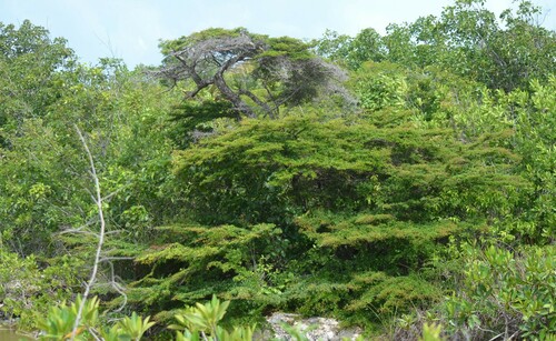 dwarf black olive (Terminalia molinetii)