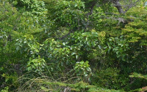 Black poisonwood (Metopium brownei)