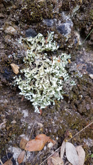 Cladonia convoluta