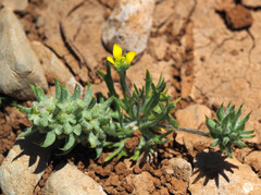 Ceratocephala falcata