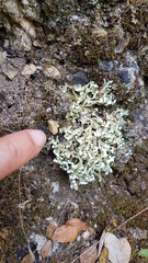 Cladonia convoluta