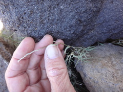 Muhlenbergia filiformis