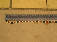 Micruroides euryxanthus