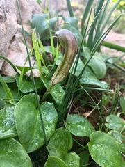 Arisarum vulgare vulgare