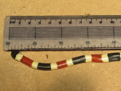 Micruroides euryxanthus