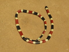 Micruroides euryxanthus