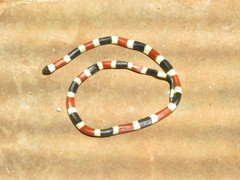 Micruroides euryxanthus