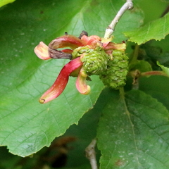 Taphrina robinsoniana