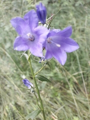 Campanula rhomboidalis