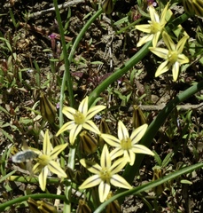 Triteleia ixioides anilina