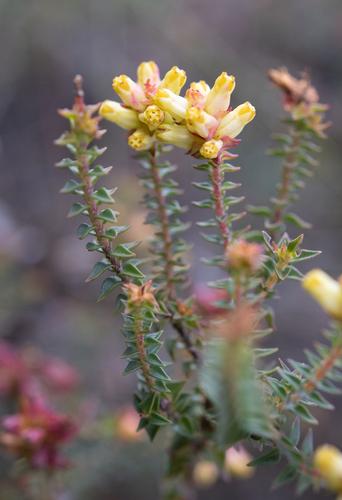 Penaea mucronata (Penaea mucronata)