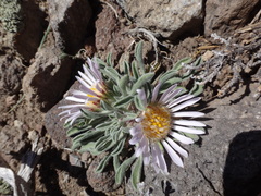 Townsendia scapigera