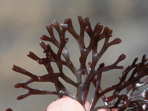 Gymnogongrus crenulatus, 2024-08-14