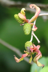 Taphrina robinsoniana