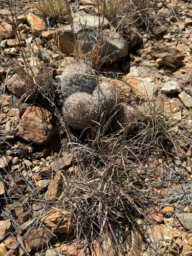 Pelecyphora vivipara