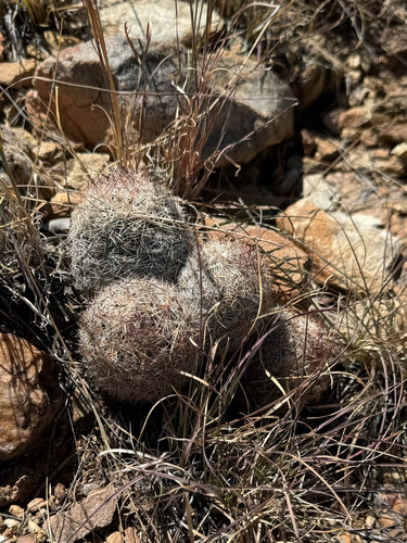 Pelecyphora vivipara