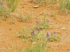 Lupinus brevicaulis