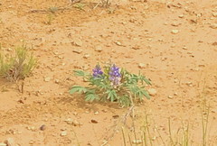 Lupinus brevicaulis