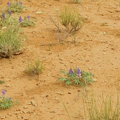 Lupinus brevicaulis