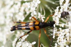 Strangalia attenuata