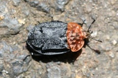 Oiceoptoma thoracicum