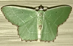 Nemoria lixaria