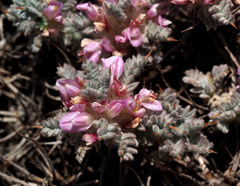 Astragalus cruentiflorus