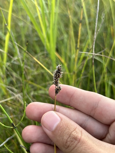 Image of Carex diandra by (c) Henrique Pacheco, some rights reserved (CC BY)