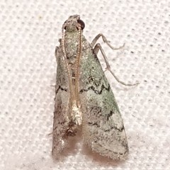 Cacotherapia flexilinealis