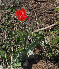 Tulipa agenensis