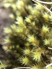 Breutelia chrysocoma