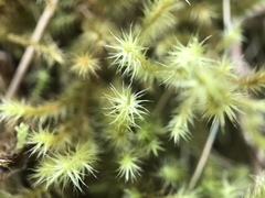 Breutelia chrysocoma