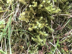 Breutelia chrysocoma