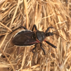 Apiomerus californicus