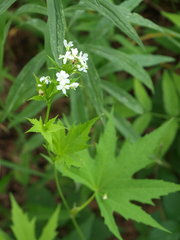 Napaea dioica