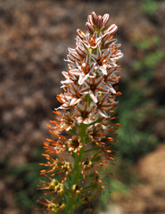 Eremurus spectabilis