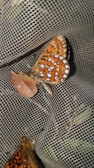 Boloria eunomia